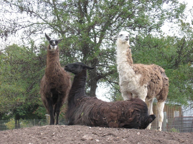 Llamas Llillllian, Llester, and Llydia atop a pile of compost.